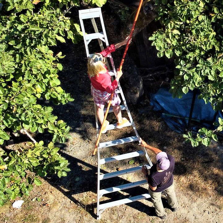 web1_low-hanging-fruit-2023_edited