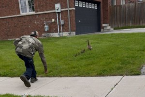 This story about rescued baby ducks is exactly what you need right now