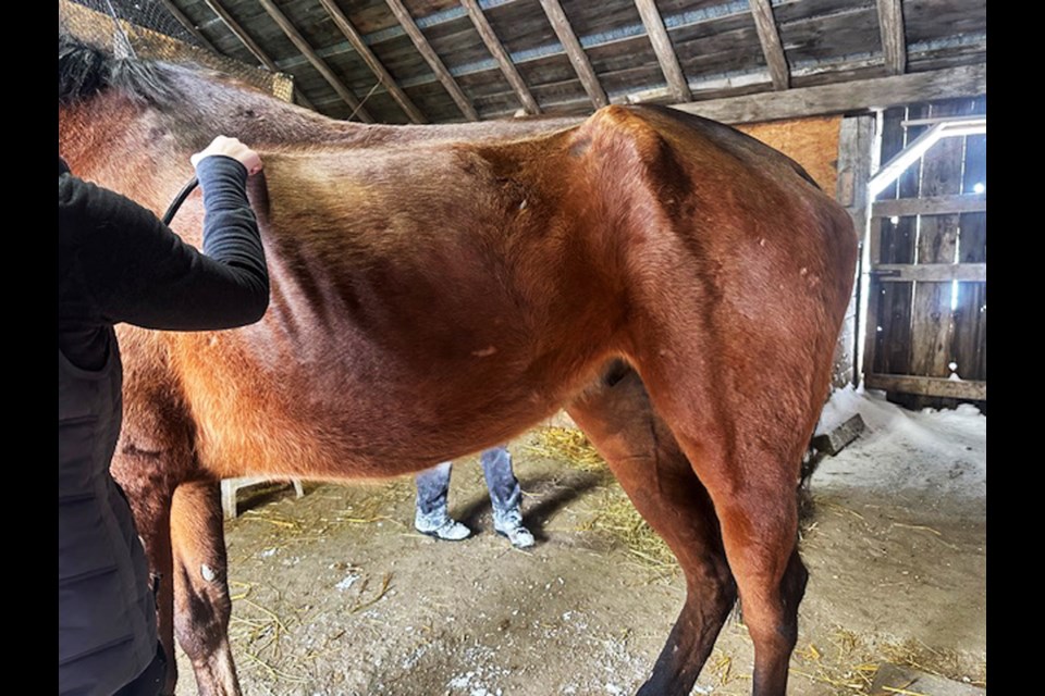 Horses arrived at a farm in Hawkestone. An Animal Welfare Services report said seized horses suffered from infected wounds, lameness, parasites, malnourishment, poor hygiene and untreated medical conditions.
