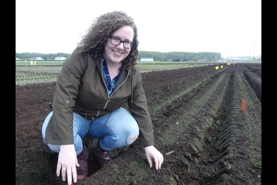 Researcher Alexandra Stinson in one of her test fields at the Muck Crops Research Station in the Holland Marsh. Jenni Dunning/BradfordToday