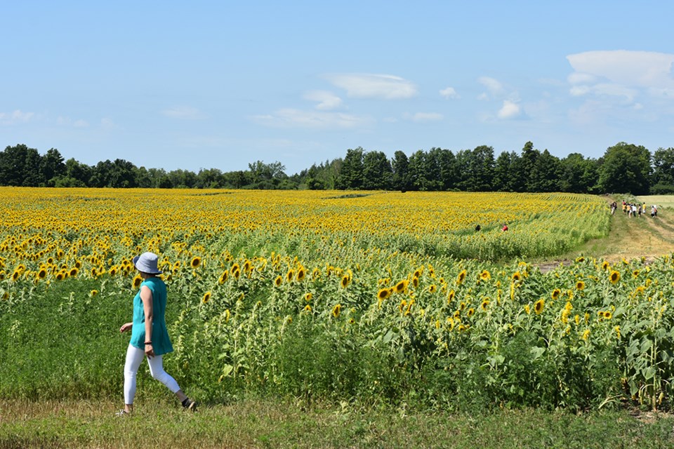 Visitors can explore the sunflower field at Edwards Farm Store in Innisfil. Miriam King/Bradford Today