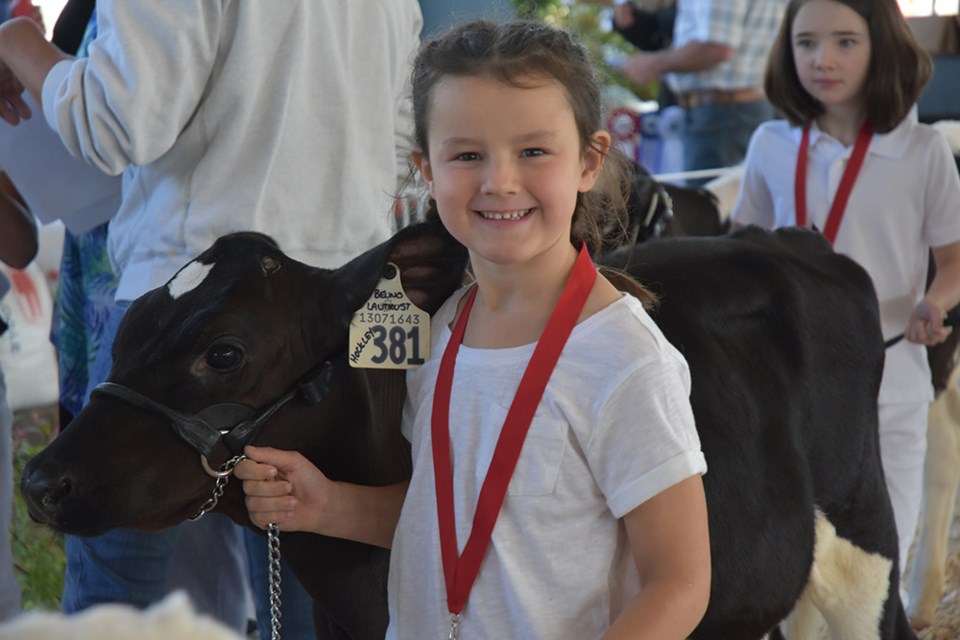 Young competitor in the Peewee class of pre-4-H Dairy, with her calf and her medal. Miriam King/Bradford Today