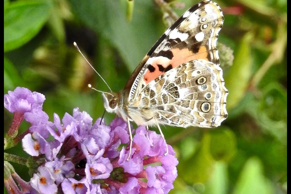 Sights and scents - a butterfly pauses on a Butterfly Bush in a garden. SUBMITTED      