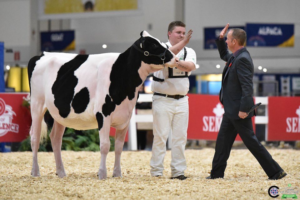 TDClassic_Showman19-7823SUBMITTED