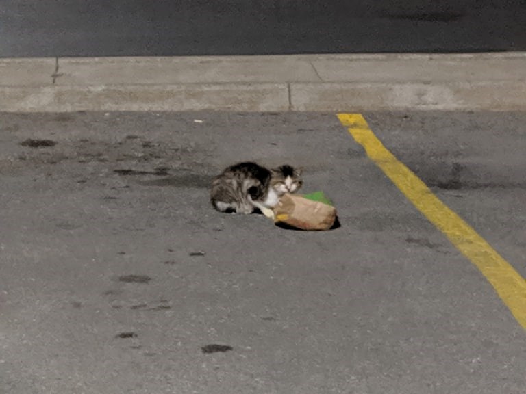 "Donny" was found in the McDonald's parking lot late Monday night. Submitted photo from Melyssah DeVrye.
