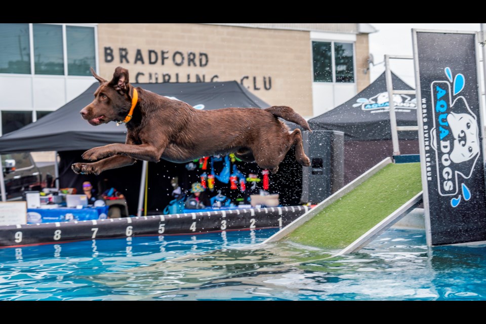 Keeping his eye on the prize. Dock diving sports are all inclusive and all dog breeds can participate.
