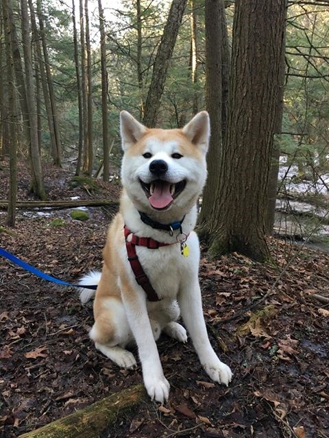 Blind Dog With Rare Disease Needs Both Eyes Removed 4 Photos