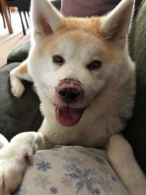 Kuma starting to lose pigment in his nose. Submitted Photo