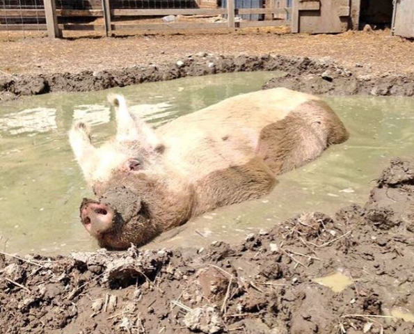 Yoda the pig picks the dark side of a mud bath at Wishing Well Sanctuary. Submitted photo/Instagram