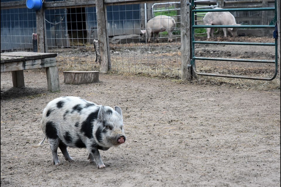 Wishing Well Sanctuary is home to a number of pot-bellied pigs, abandoned after they grew too large for their owners, and large pigs rescued from the slaughterhouse. Miriam King/BradfordToday