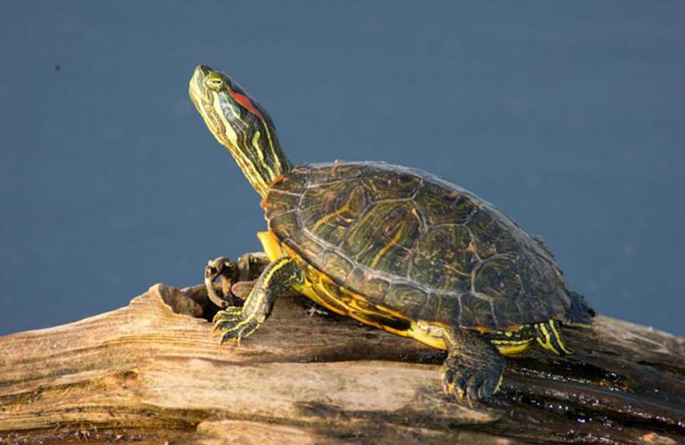 2018-11-02-red eared slider turtle