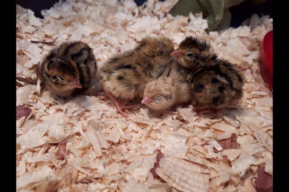 Baby quails! Submitted photo/Kate Centracchio