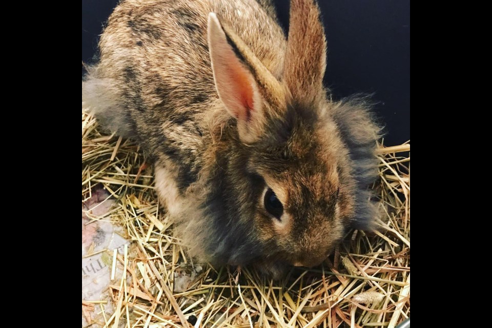 Some of the domestic rabbits captured from a west-end Bradford West Gwillimbury neighbourhood. Submitted photo 