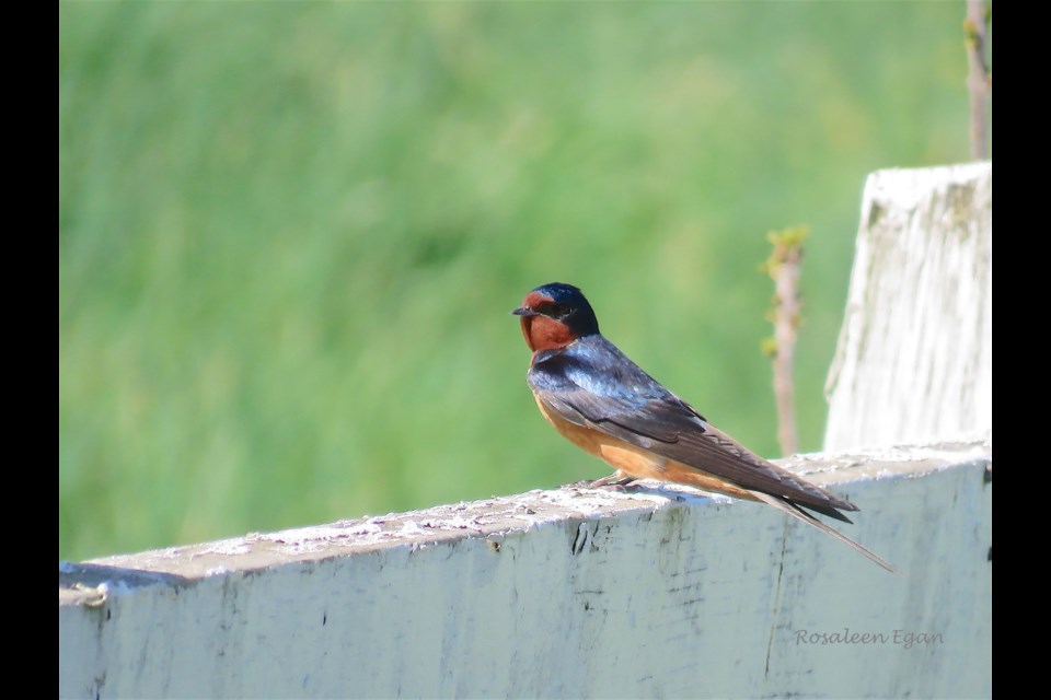 Barn swallow in a restful moment.