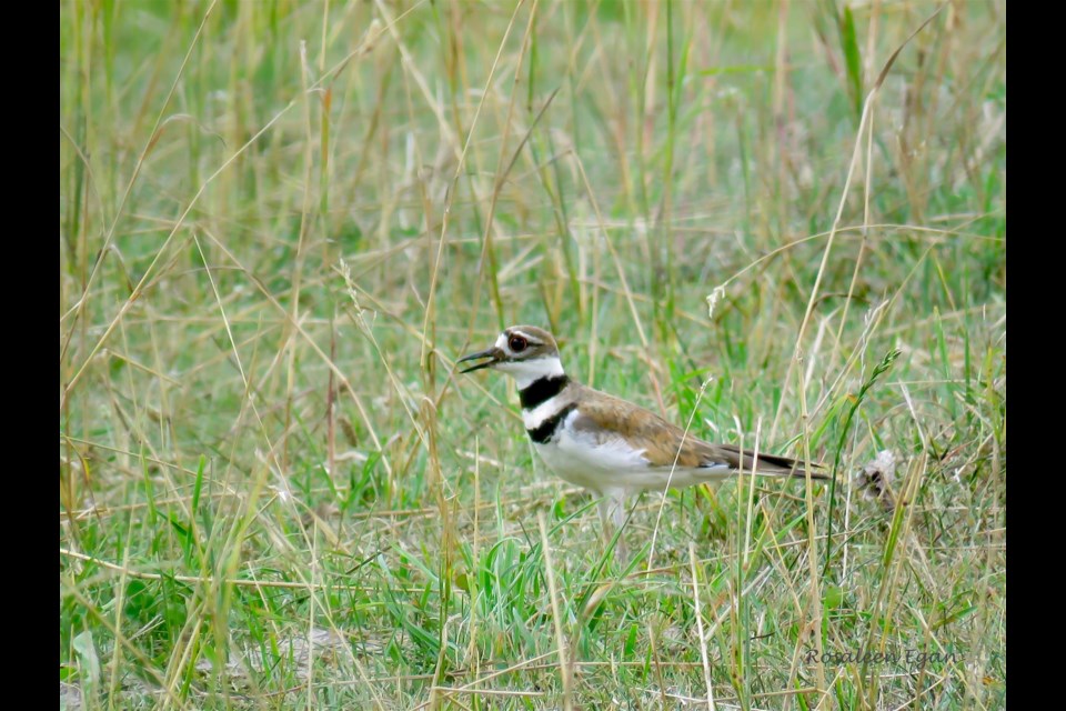 A killdeer calls out with a shrill ‘beep’ or ‘dee’ rather than the more familiar ‘kill-deer.’
