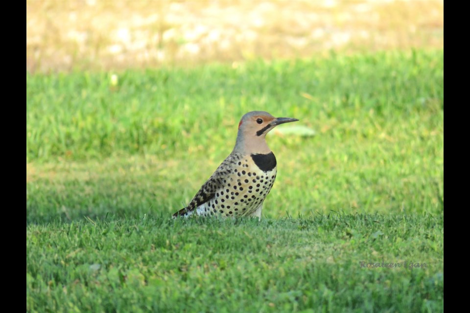 The northern flicker is a bit of an odd bird for a woodpecker, as it digs for bugs in the ground.