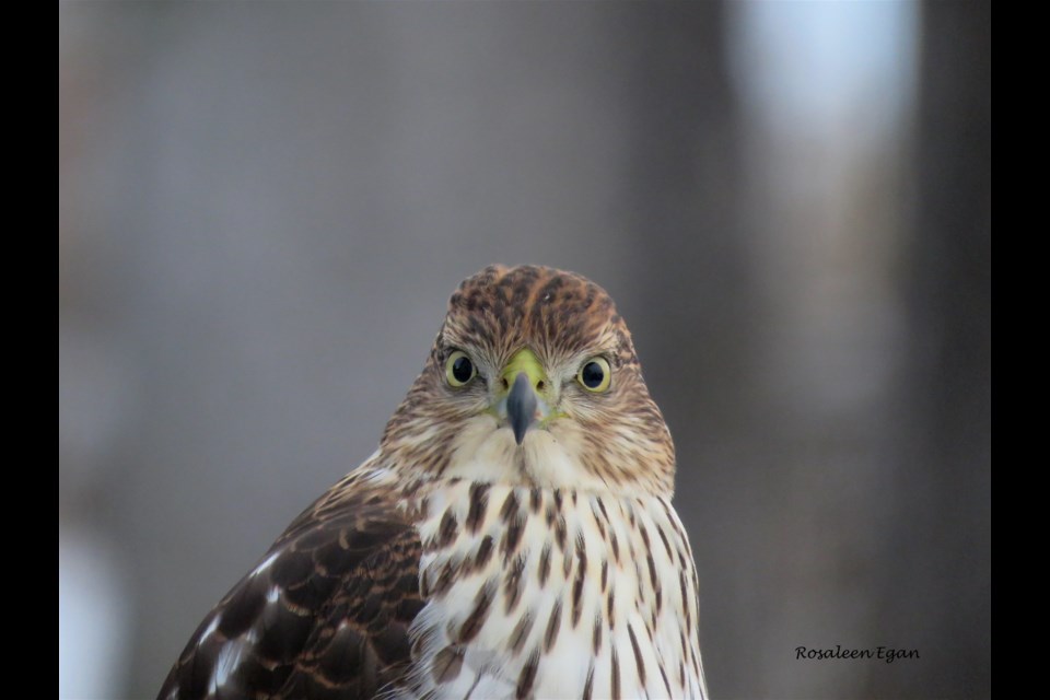 The eye-eyes meeting with a Cooper’s hawk offered encouragement to the photographer through a recent eye problem. Its yellow iris indicates it is a juvenile.