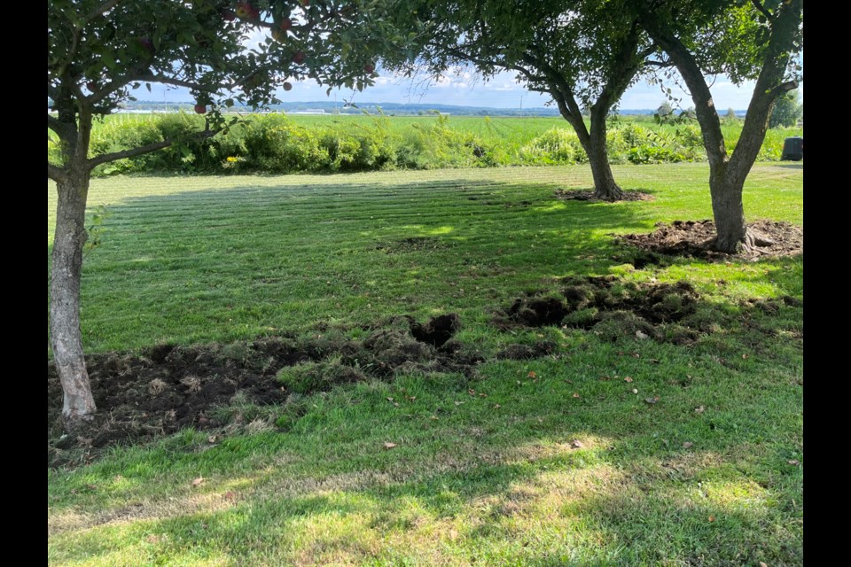 Pigs have destroyed a property on Canal Road this week