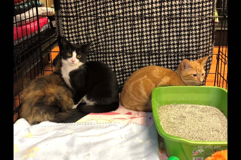 From left to right, Maxine, Digit and Wiley, all from the same colony of kittens rescued by the Georgina Feral Cat Committee. Natasha Philpott/BradfordToday