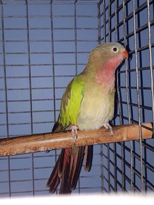 2018-08-28-Bobby the Parakeet