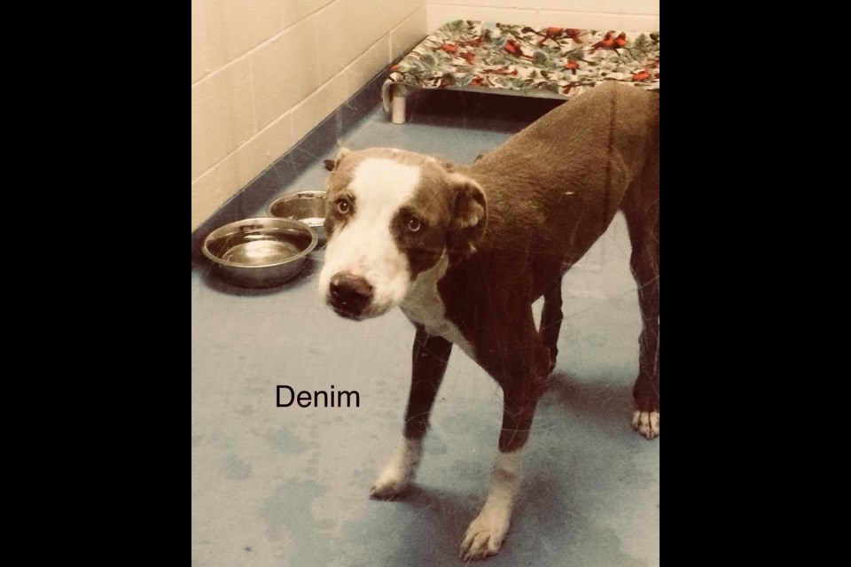 Denim is up for adoption at the Alliston and District Humane Society. Submitted photo