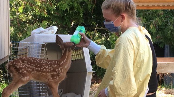 Love baby animals? Wildlife rehab centre looking for volunteers - Bradford News Love baby animals? Wildlife rehab centre looking for volunteers - Bradford News