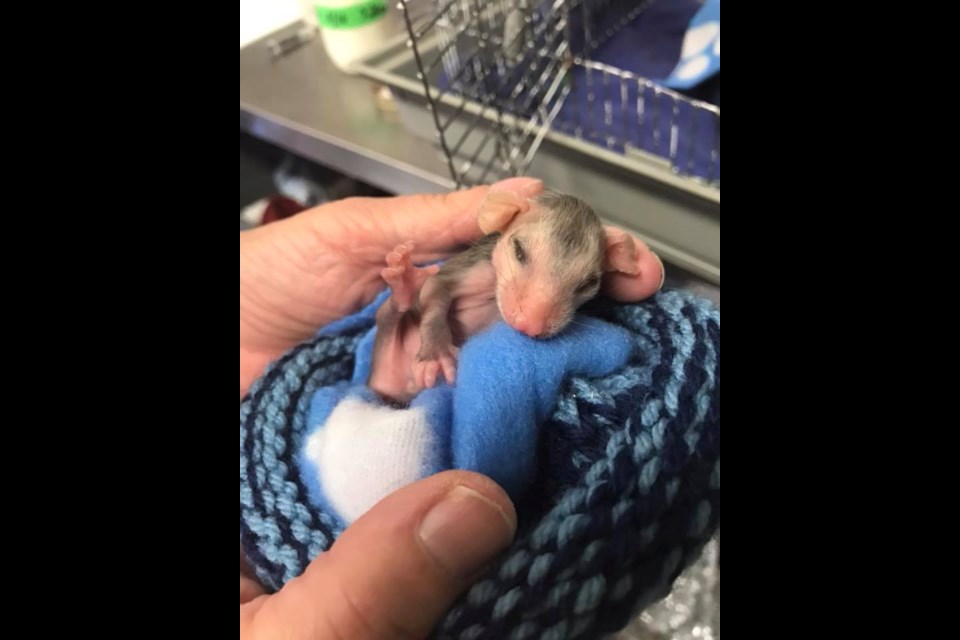 Love baby animals? Wildlife rehab centre looking for volunteers - Bradford  News
