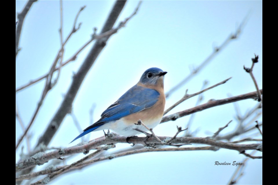 January surprise visits from Bluebirds of Happiness brighten dull days and lift hearts.                               