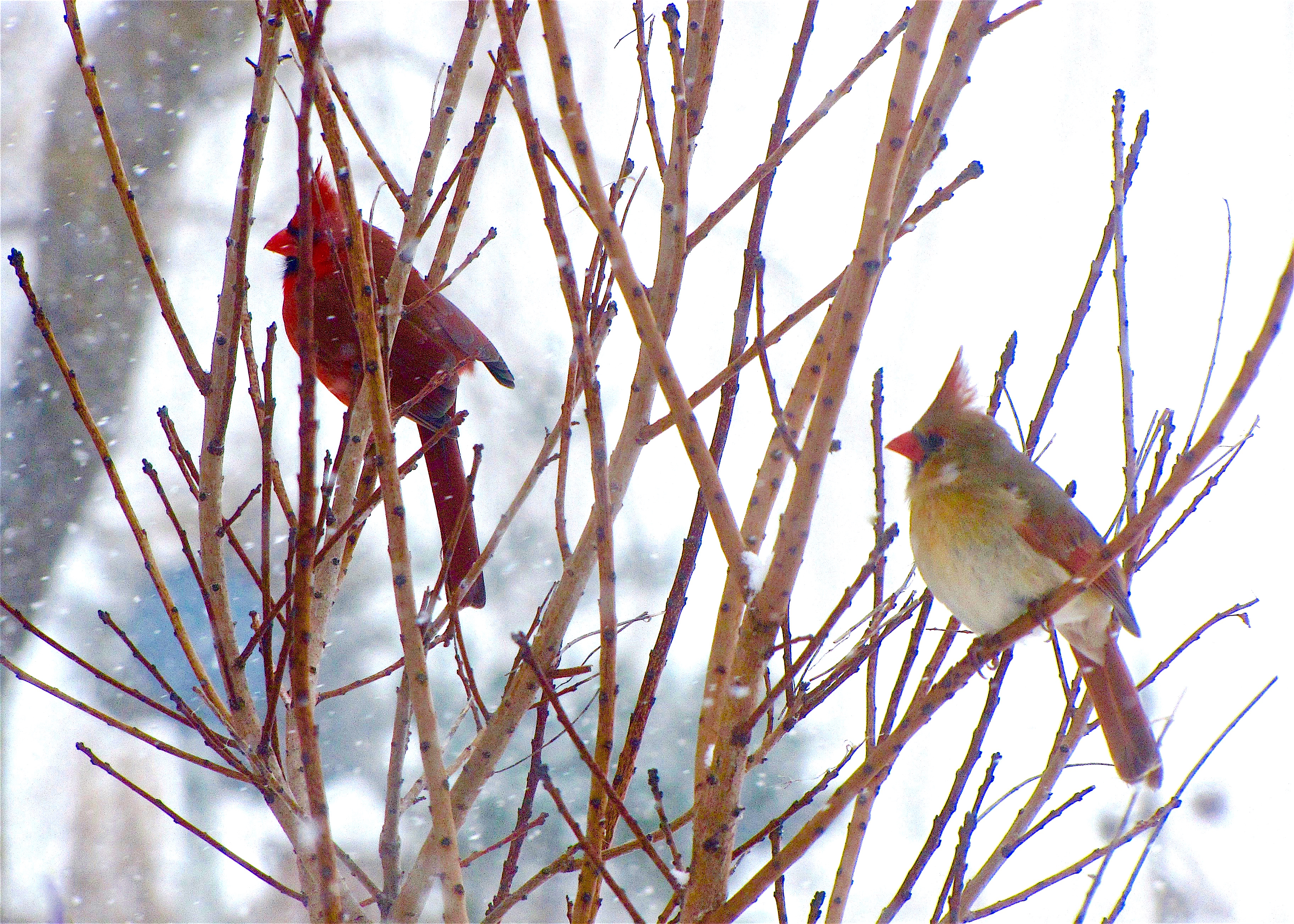Great Backyard Bird Count Takes Place This Long Weekend 5 Photos