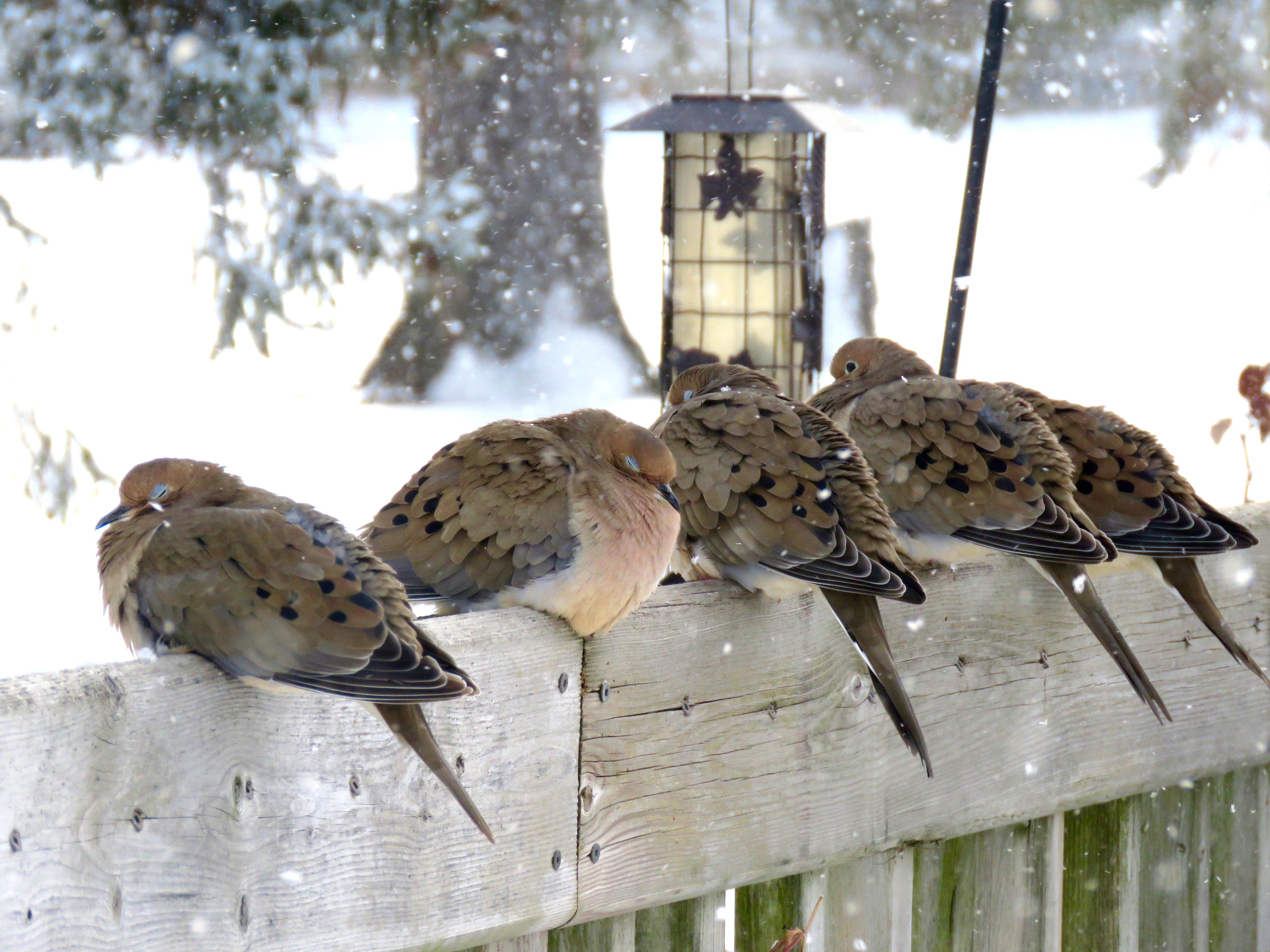 Great Backyard Bird Count Takes Place This Long Weekend 5 Photos