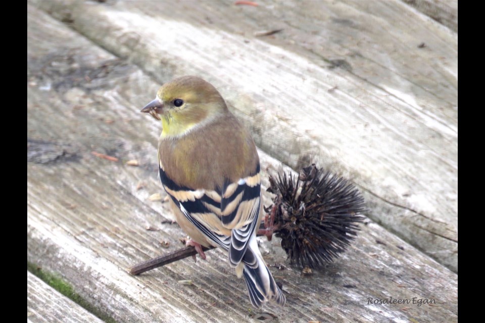 Observing this American Goldfinch allowed for a moment to feel connected to something larger than myself. Rosaleen Egan for BradfordToday                         