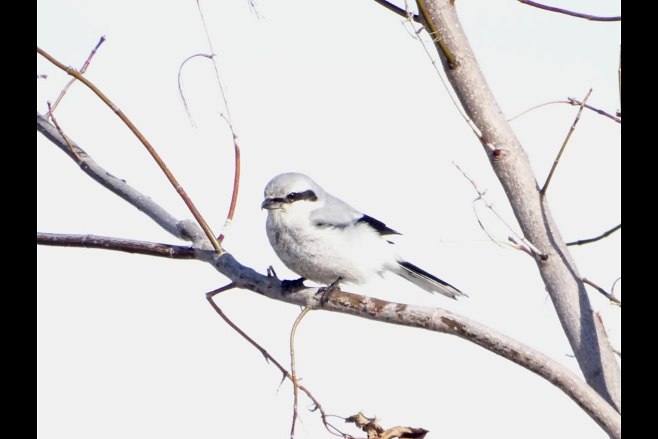 2022 Christmas Bird Count Dates Column: 2022 Bradford Christmas Bird Count One Of The Best Yet (8 Photos) -  Bradford News