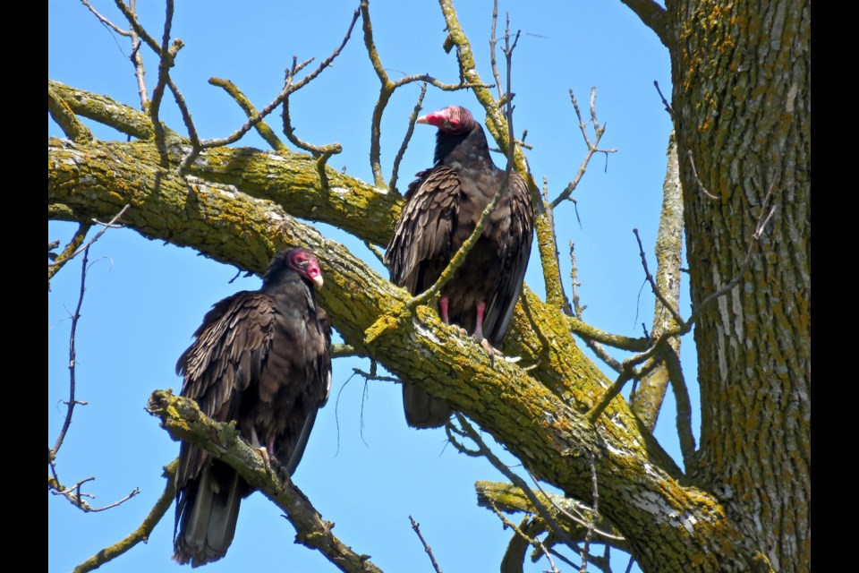 Two of up to twenty Turkey Vultures who came by the farm a couple of weeks ago. They a bit intimidating in appearance, but are really gentle giants. They perform an important service as nature's cleanup crew.
Rosaleen Egan for Bradford Today                               
