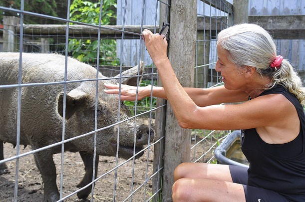 “Olivia” races over to visit with her owner Brenda Bronfman for some pig-pets. Jackie Kozak/BradfordToday