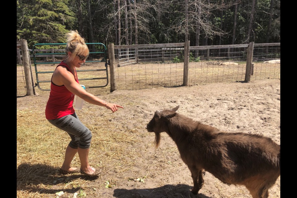 Stacey, one of the volunteers at the sanctuary, has some fun with one of their goats, Jinx. Natasha Philpott/BradfordToday