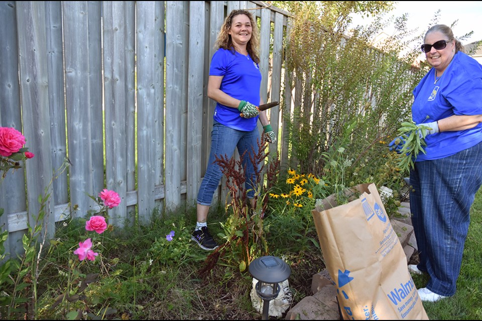 Lisa Groombridge, right, and Tina Zorzit weed and prune rose bushes at a home, as part of the Home Adaptation and Maintenance program, a program of CHATS. Miriam King/BradfordToday