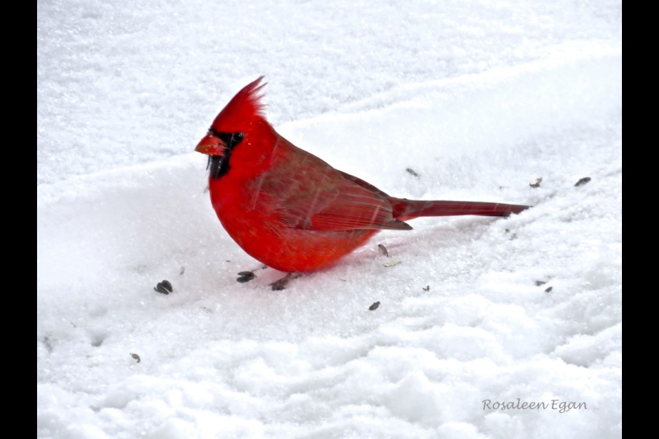 The male Northern Cardinal on snow is so impactul it calls us to be present in the moment.