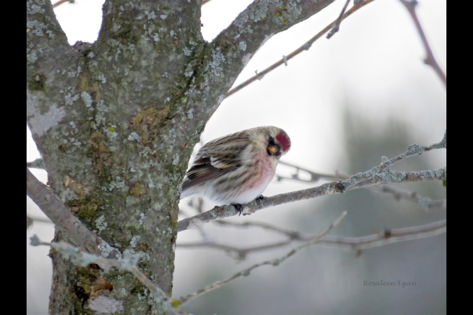 This male Common Redpoll, a small finch visiting from the north, is as curious about me as I am of him. When seeds from spruce and birch trees become scarce, redpolls head south.                        