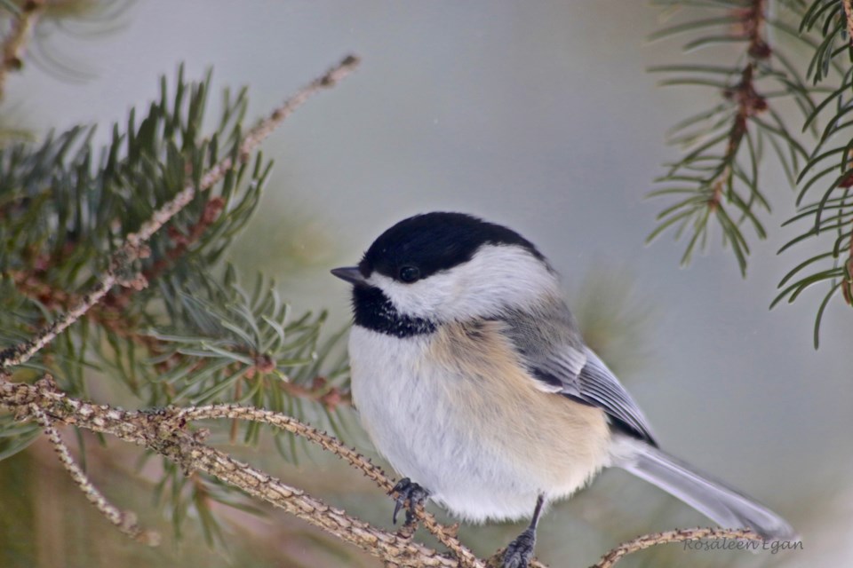 Black-capped Chickadees are year-round backyard visitors with a high cute factor.