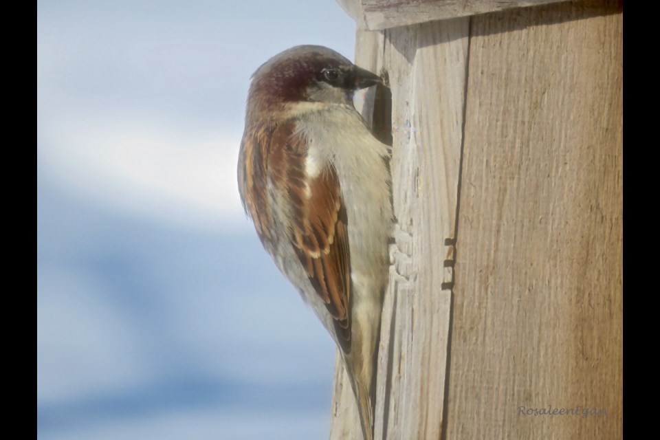 Birder Rosaleen Egan 'caught' this male House Sparrow checking out the Eastern Bluebird nesting boxes. She strongly encouraged it to find a home of its own and leave the box to those for whom it is intended. 