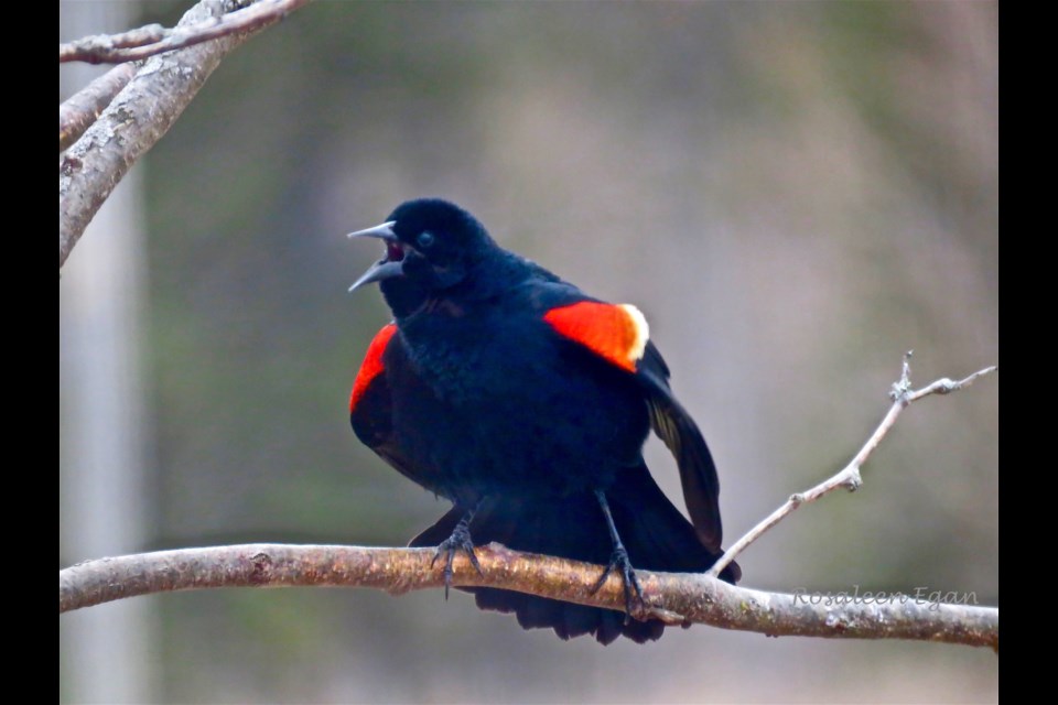 Red-winged Blackbird's distinctive call is a welcome sound of spring. The male reveals its red wing to defend territory and to attract a mate or mates, as he may have many.