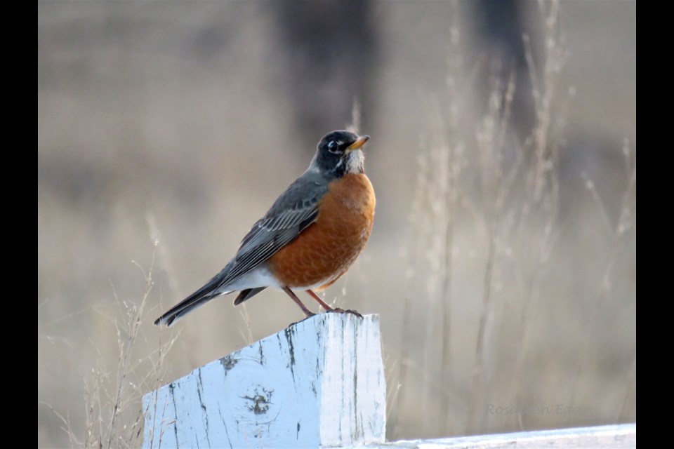 Spotting American Robins seem to solidify the arrival of spring, beyond any other sign. 