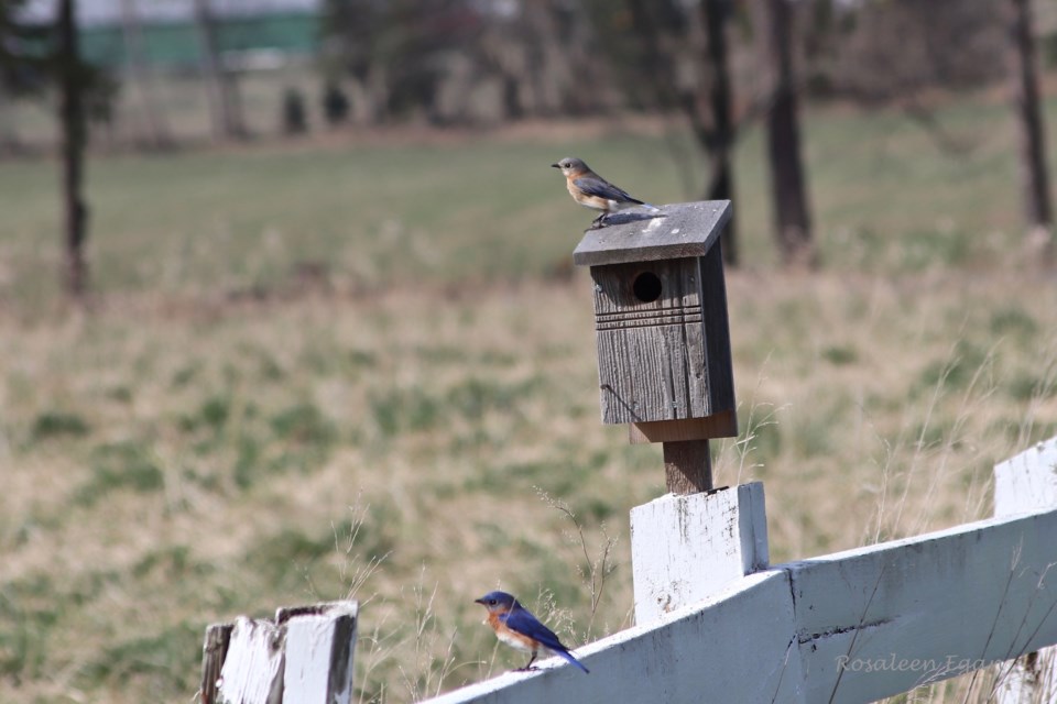 These Eastern Bluebirds may not be playing by the rules in trying to steal home from a House Sparrow in a game of Who Gets the Box.