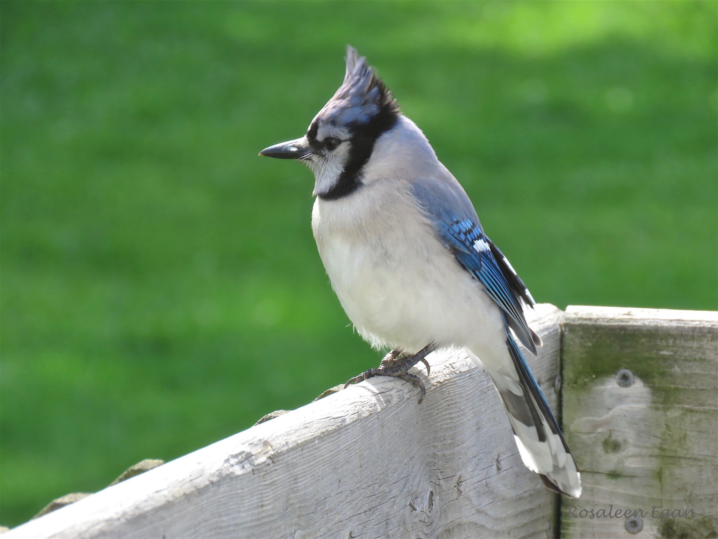 Striking Blue Jays Hit It Out Of The Ballpark 7 Photos Orillia News