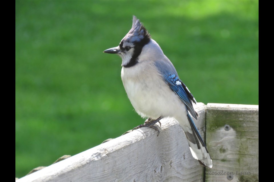 A Blue Jay surveying the field. The crest up shows an aggressive, perhaps competitive, stance.