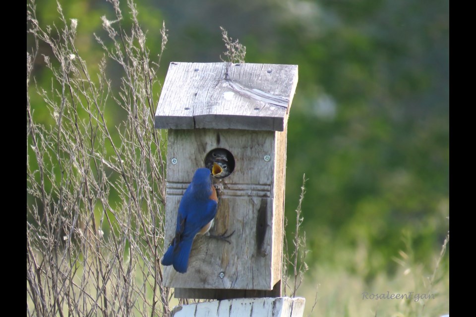 Daddy bringing home the "bacon" to the two young Eastern Bluebirds.                               