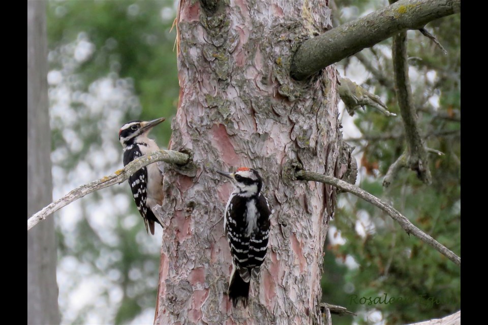 Male Hairy Woodpecker (left) has a sunflower seed to feed to its young waiting on a tree near my house. This has been happening for days now.