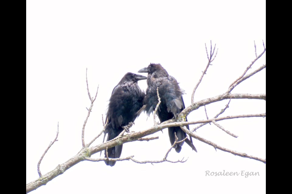 I was able to witness a moment of stillness and affection between ravens, showing a softer side to this fascinating bird.