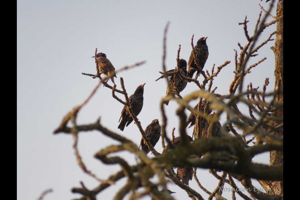 European Starlings are moving into winter colours, and banding together now that mating season is over.                               