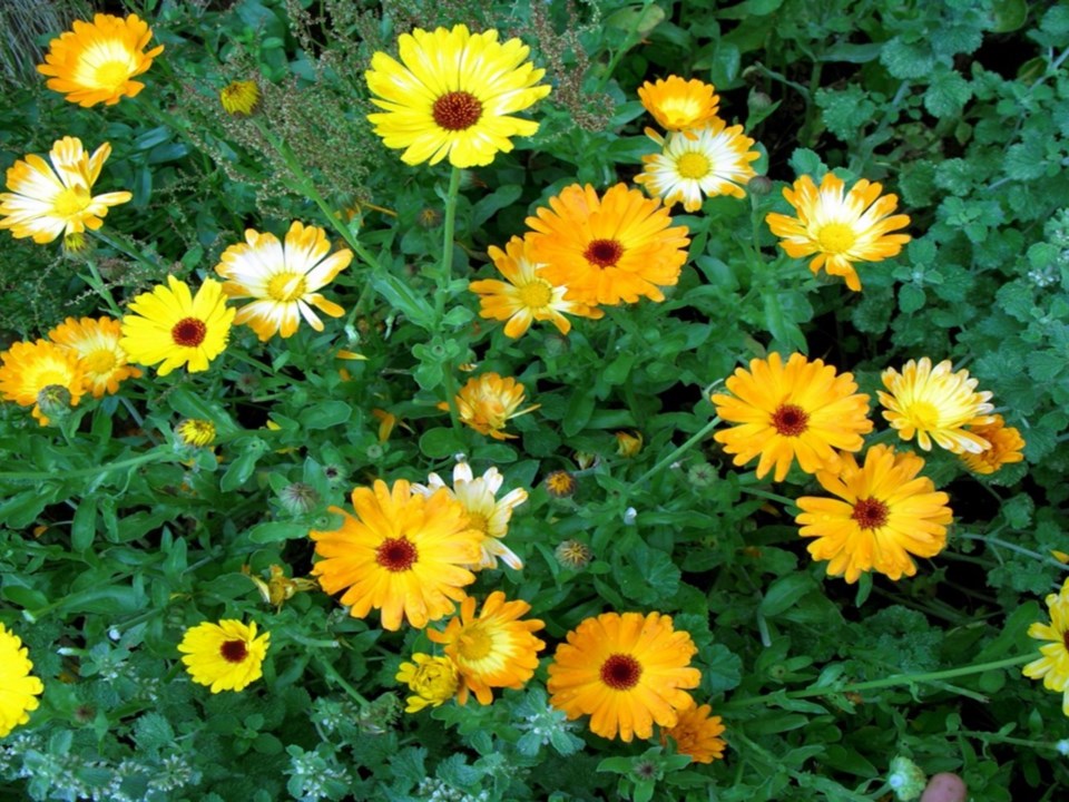 2021-09-19 Calendula flowers for pain relieving salve